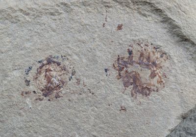 Schramine montanaensis, Bear Gulch, Fergus Cou