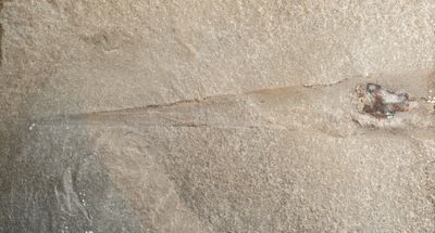 Orthoceras, 128 mm in micrite. Bear Gulch, Fergus County, Montana, USA.