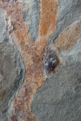 Arborispongia delicatula, with bivalves (Ptychopteria), 30 cm. Bear Gulch, Fergus County, Montana, USA.