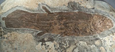 Caridosuctor populosum, 225 mm, a large complete coelacanth. Bear Gulch, Montana.