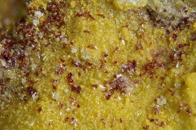 Carminite crystals on scorodite, 28 mm specimen, 3mm FOV. Deer Hills Mine, Caldbeck Fells, Cumbria