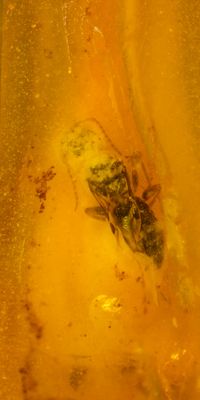 New Jersey bethylid or scolebythid wasp, 3 mm,  on amber stalactite