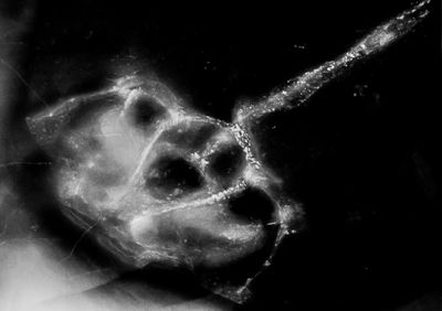 X-radiograph of the Gemuendina specimen