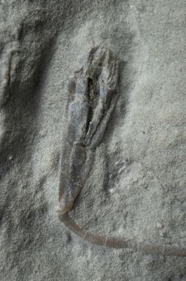 Metablastus blastoid, 11 cm along curve, detail, Edwardsville Formation, Crawfordsville, Indiana.