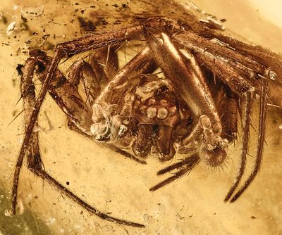 Orbweaver spider (Araneidae), Baltic amber