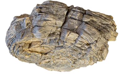 Side view of a desert-weathered Precambrian stromatolite collected in Oman. The specimen is 24 cm wide and 8 cm high.