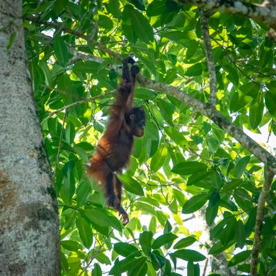 Orangutan boy, Kinabatangan