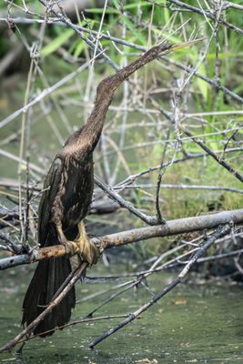 Kinabatangan oriental darter, Deramakot