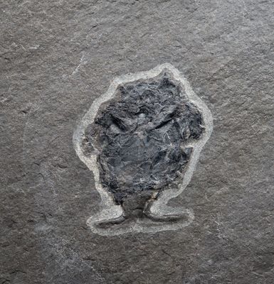 Microbrachius dicki, 3 cm male individual showing clasping appendages, Middle Devonian, Orkney