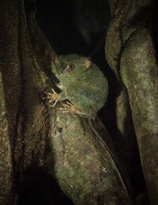 Gurskys spectral tarsier protected from the rain in its Ficus Benjamina, Tangkoko