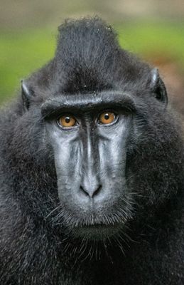 Celebes crested macaque, Tangkoko