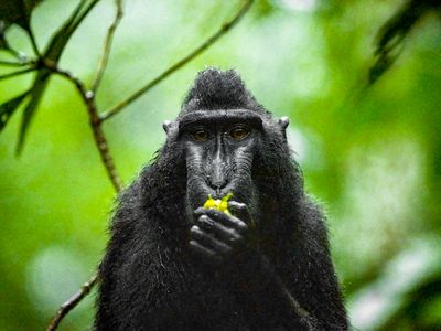 Celebes crested macaque eating yellow flower in the rain, Tangkoko