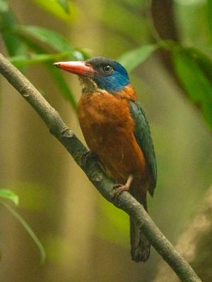 Green-backed kingfisher (Actenoides monachus), Tangkoko