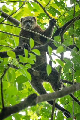 Bear cuscus, Tangkoko