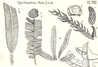 Jurassic plants from the Yorkshire coast illustrated in Phillips (1829)
