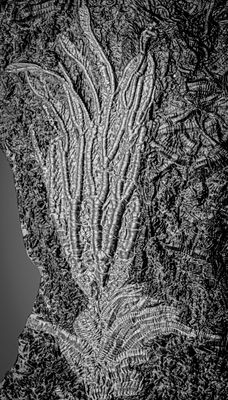 Whitby crinoid detail