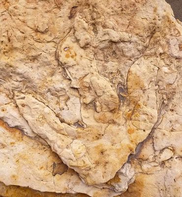 Large megalosaurus footprint (cf Megalosauripus ichsp), 38 cm long, Hawsker Bottoms