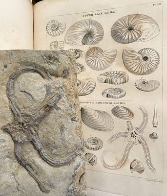 The ophiuroid Palaeocoma milleri compared to illustration in Phillips (1829)