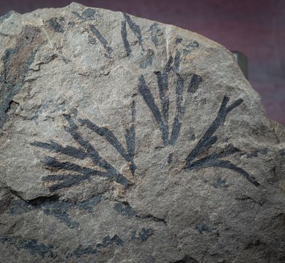 Sphenobaiera pecten, with Araucarites phillipsii, Saltwick Formation, Aalenian, Middle Jurassic, Hayburn Wyke, North Yorkshire. 