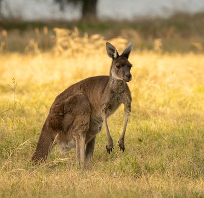 Kangaroo, Harrison Island, Perth