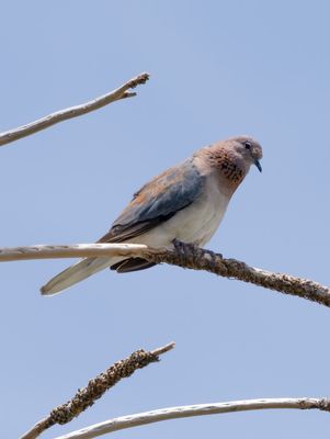 Laughing turtle dove, Shoalwater, Western Australia