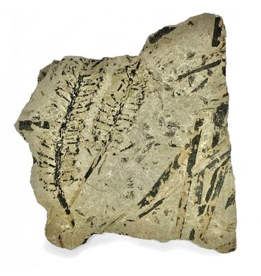 Ixostrobus whitbiensis Harris (Saltwick Fm)