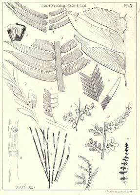Jurassic plants from the Yorkshire coast illustrated in Phillips (1829)
