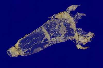 Vampyronassa micro CT image, dorsal view. Note fins at rear end of body.