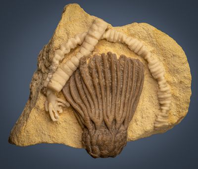 Early Carboniferous Seas