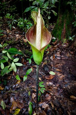 Amorphophallus hewittii, Gunung Gading