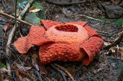 Rafflesia tuan mudae, Gunung Gading