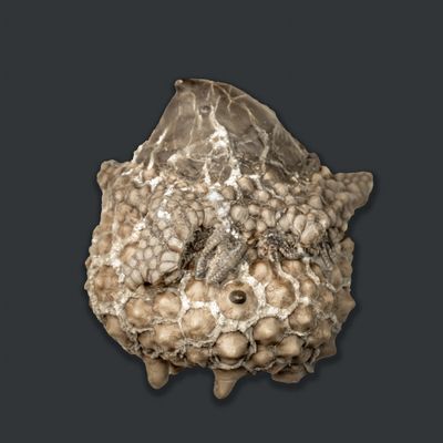 Gilbertsocrinus calyx with parasitic Platyceras on its tegmen (55 mm specimen), Edwardsville Formation, Crawfordsville, Indiana