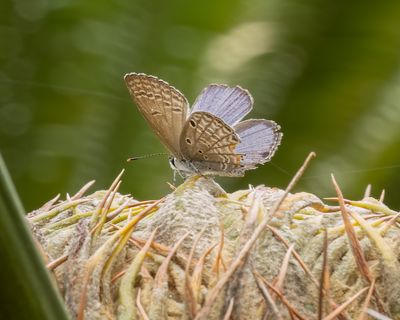 Cycad butterfly, male, on female cycad cone, KL Botanic gardens