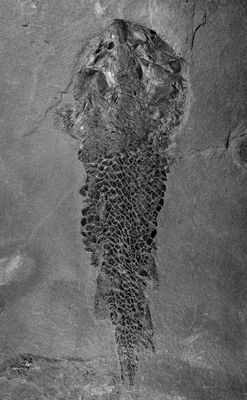 The Megalichthys completed with a scaled-ip Osteolepis body, total length 1.35 m.