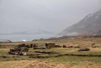 The ruins of Garðar (complete with sheep) at Igaliku