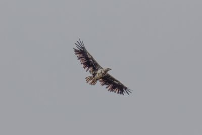 Young white-tailed eagle at Itilleq