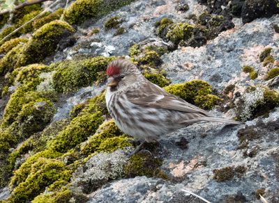 Redpoll at Angakkok Cave near Narsaq