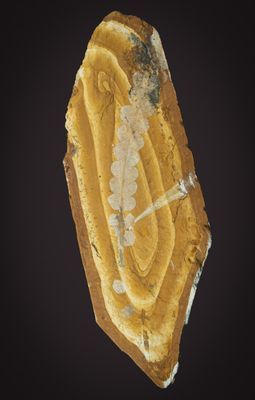 Rintoulia pinnata, 9 cm plant, Jurassic, Talbragar, New South Wales, Australia