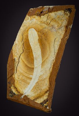 Nipaniophyllum (leaf) of Pentoxylon australica, 7 cm plant, Jurassic, Talbragar, New South Wales, Australia