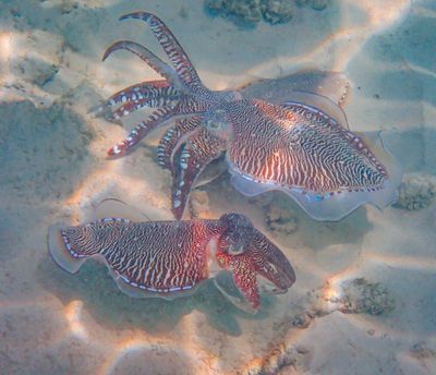Cuttlefish, Junior Reef
