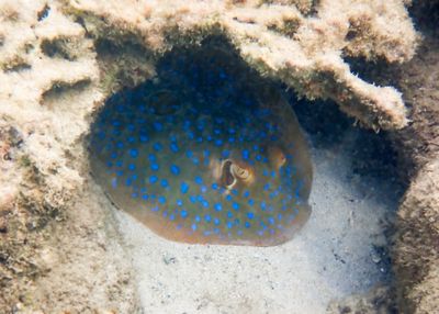 Bluespot ray, northern reef