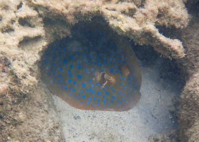 Bluespot ray, northern reef
