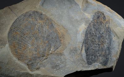 Animals from the Carboniferous Coal Swamps