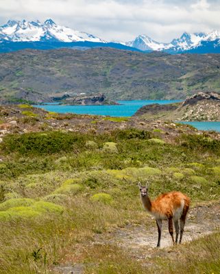 Guanaco at Salto Grande, Torres del Paine