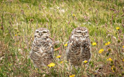 Burrowing owls near Monte Verde