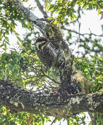 Striped woodpecker, Monte Verde