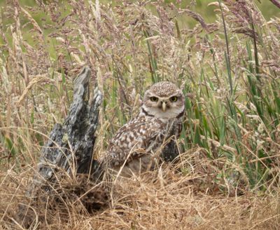 Burrowing owl sentinel near Monte Verde
