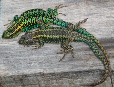 Painted lizards near Aguas Clients