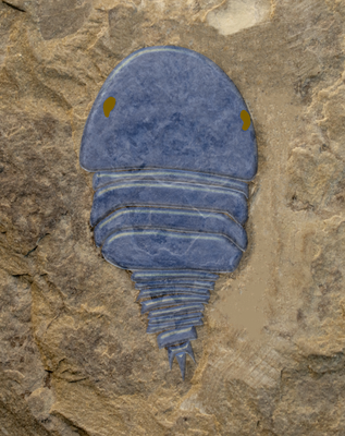 Diploaspis sp