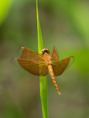 Dragonfly at Bukit Kiara